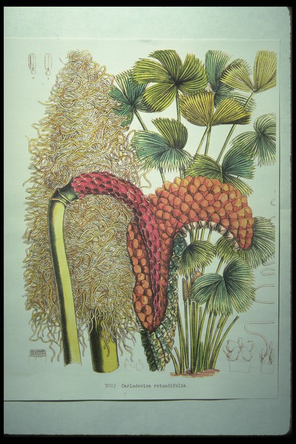 394053 Carludovica Rotundifolia A4 Photo Print