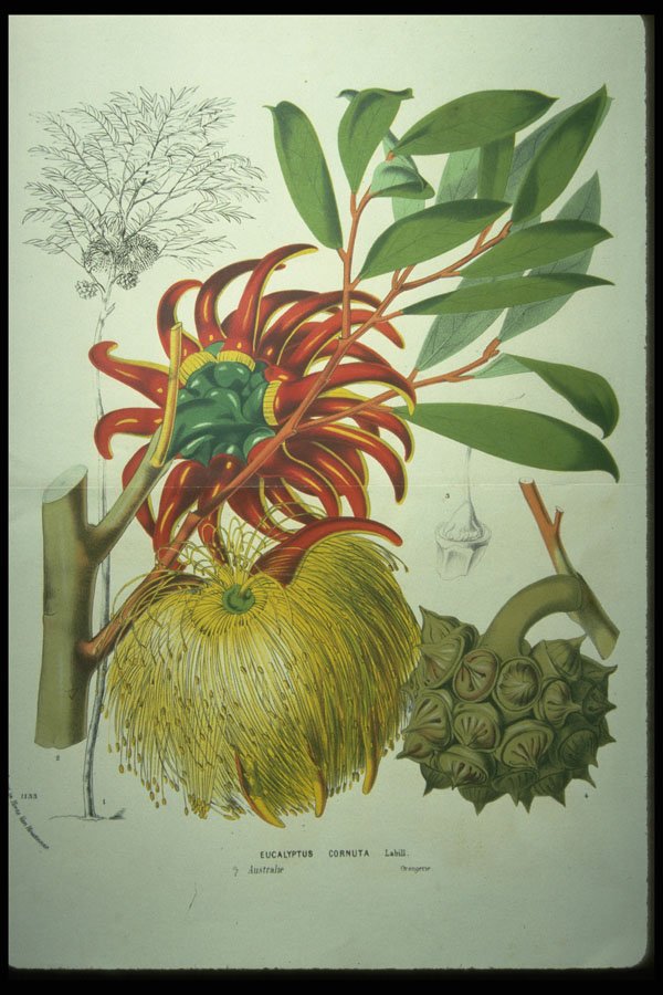 394056 Eucalyptus Cornuta A4 Photo Print