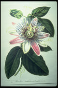 394058 Passiflora Imperatrice Eugenie A4 Photo Print