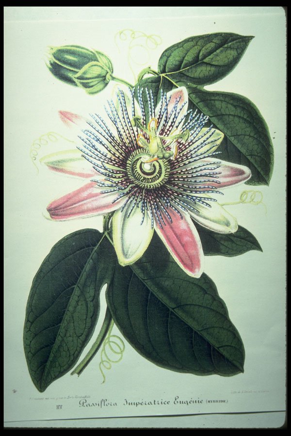394058 Passiflora Imperatrice Eugenie A4 Photo Print