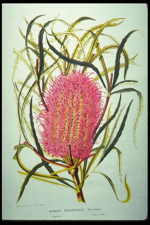 394059 Banksia Occidentalis A4 Photo Print