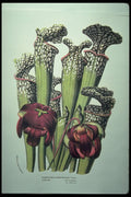 394060 Sarracenia Drummundi A4 Photo Print