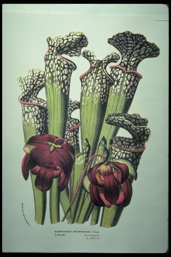 394060 Sarracenia Drummundi A4 Photo Print