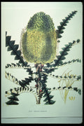 394061 Banksia Speciosa A4 Photo Print