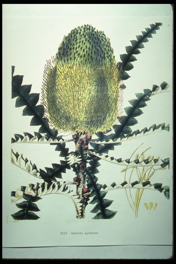 394061 Banksia Speciosa A4 Photo Print