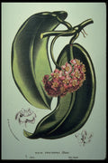 394062 Hoya Fraterna A4 Photo Print