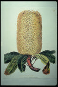 394063 Banksia Undulata A4 Photo Print