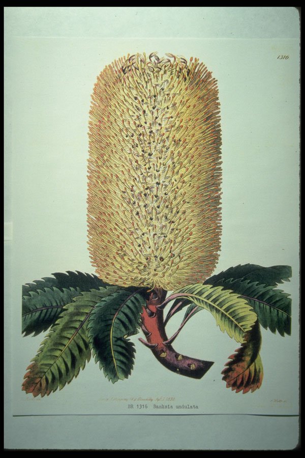 394063 Banksia Undulata A4 Photo Print