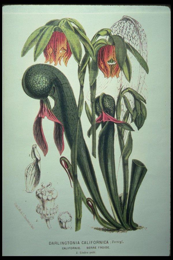394064 Darlingtonia Californica A4 Photo Print