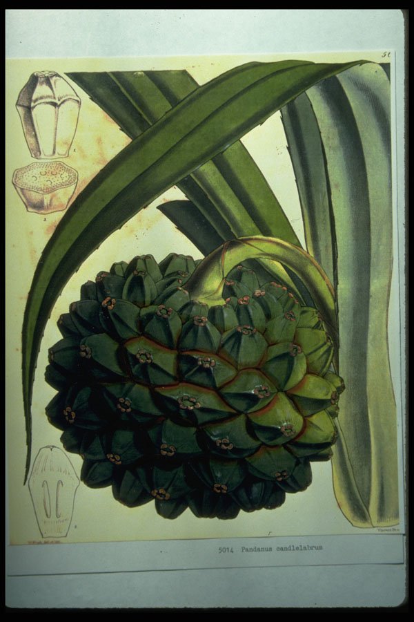 394065 Pandanus Candlelabrum A4 Photo Print