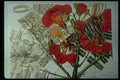 394066 Delonix Regina A4 Photo Print