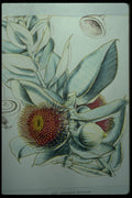 394067 Eucalyptus Macrocarpa A4 Photo Print