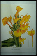 394068 Hedychium Flavum A4 Photo Print