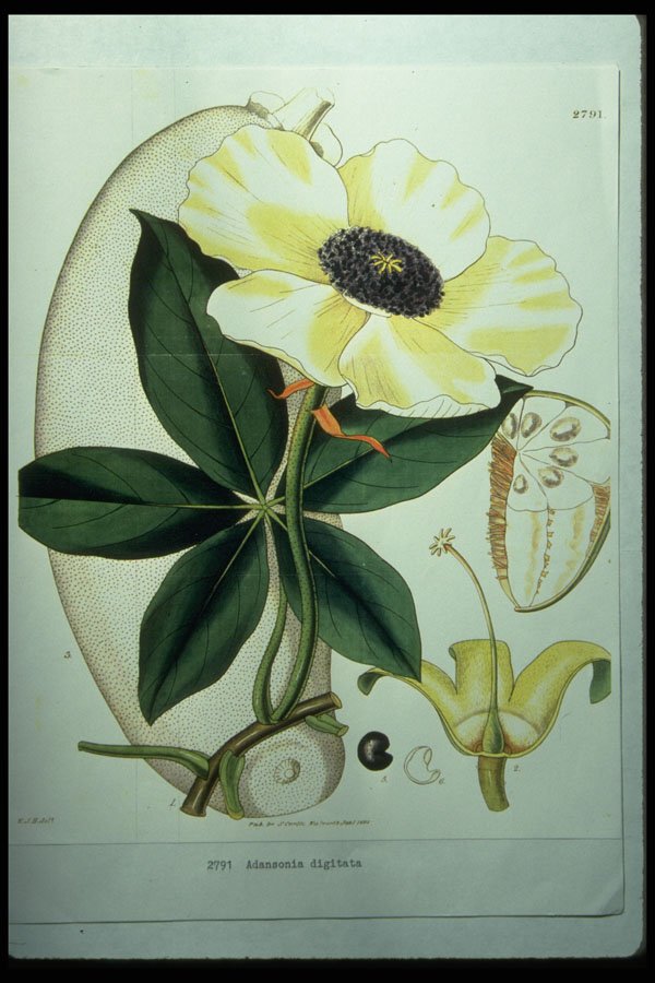 394069 Adansonia Digitata A4 Photo Print