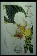 394071 Dillenia Speciosa A4 Photo Print