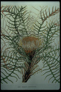 394072 Dryandra Pteridifolia A4 Photo Print