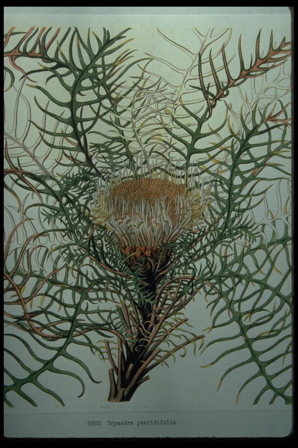 394072 Dryandra Pteridifolia A4 Photo Print