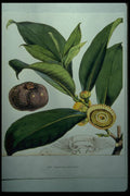 394073 Napoleona Imperialis A4 Photo Print