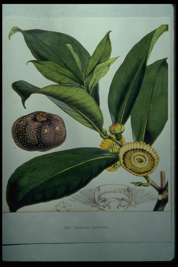 394073 Napoleona Imperialis A4 Photo Print