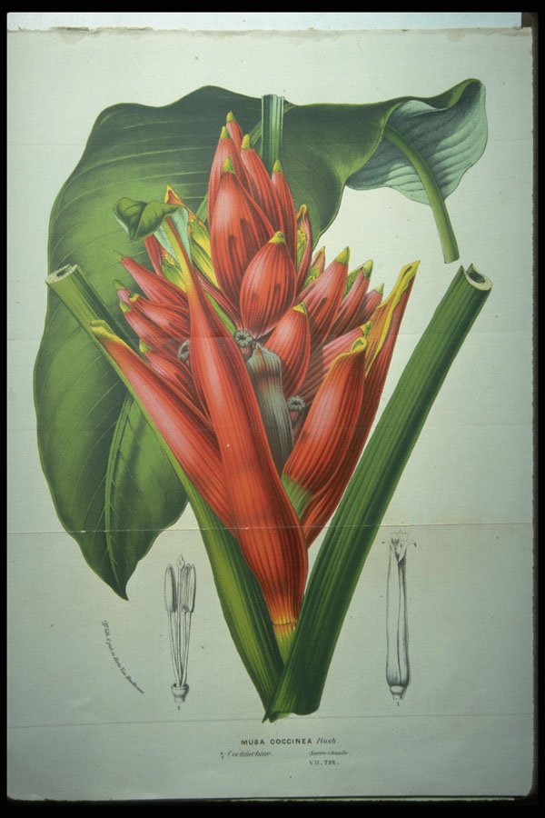 394074 Musa Coccinea A4 Photo Print