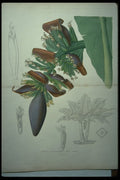 394076 Musa Sinensis A4 Photo Print