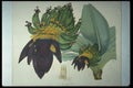 394077 Musa Cavendishii A4 Photo Print
