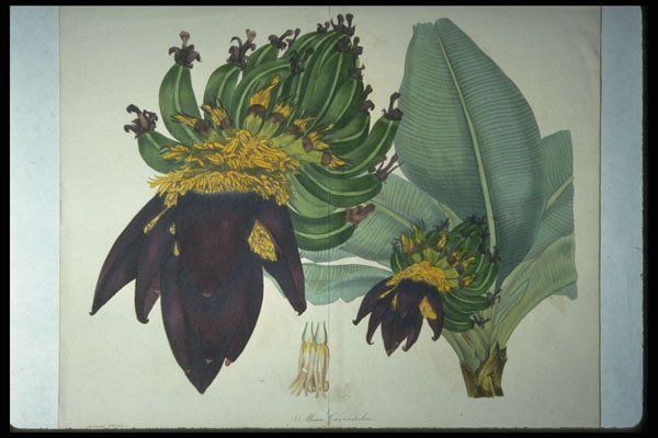 394077 Musa Cavendishii A4 Photo Print