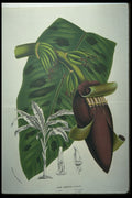 394078 Musa Zebrina A4 Photo Print