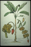 394079 Musa Troglodytarum A4 Photo Print