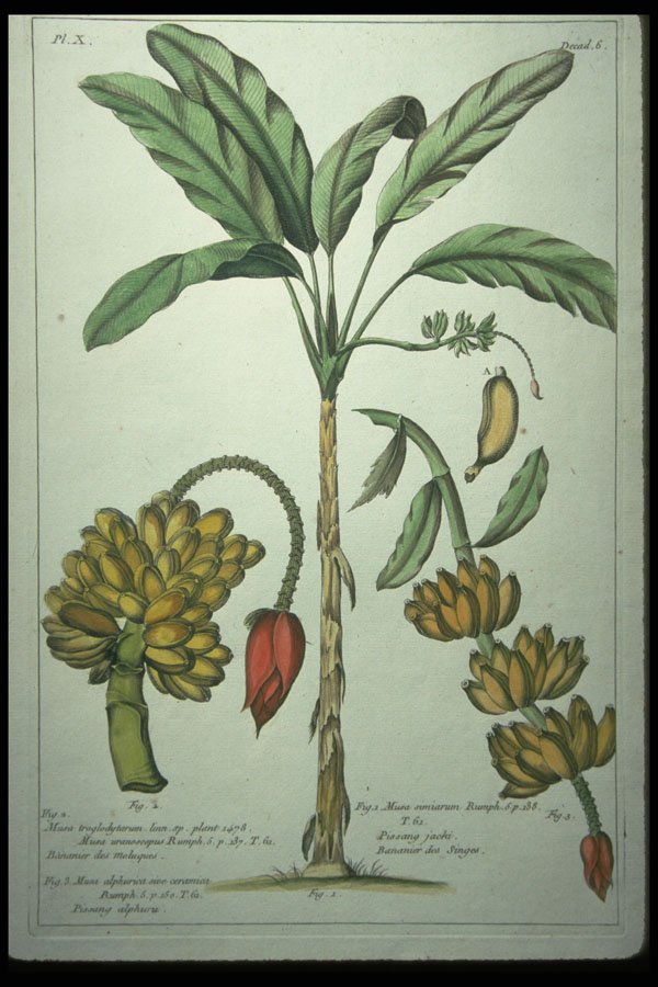 394079 Musa Troglodytarum A4 Photo Print