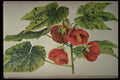 394080 Abutilon Darwini A4 Photo Print