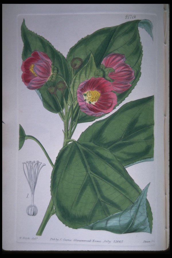 394081 Abutilon Paeoniflorum A4 Photo Print