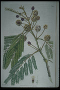 394083 Acacia Pennata A4 Photo Print