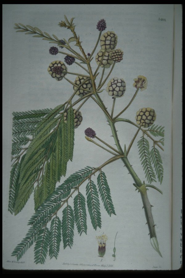 394083 Acacia Pennata A4 Photo Print