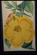 394086 Allamanda Nobilis A4 Photo Print