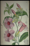 394087 Allamanda Violacea A4 Photo Print