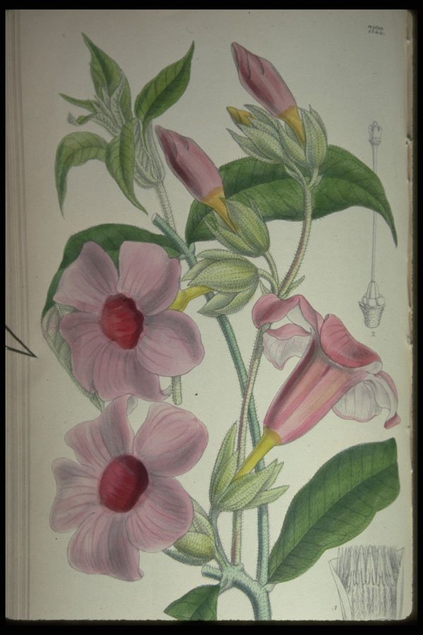 394087 Allamanda Violacea A4 Photo Print