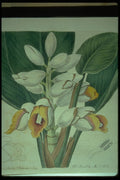 394090 Alpinia Malaccensis A4 Photo Print