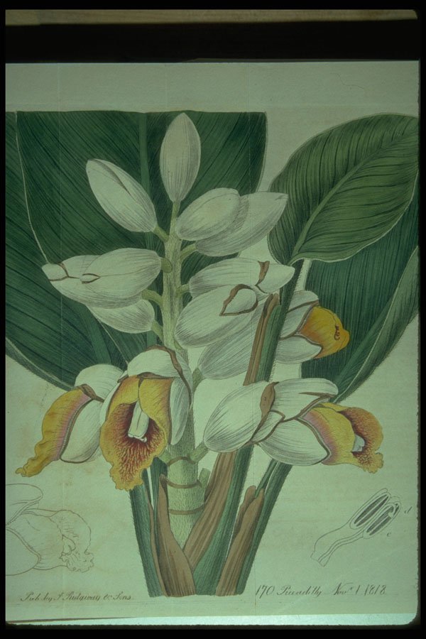 394090 Alpinia Malaccensis A4 Photo Print