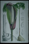 394091 Anchomanes Difformis Hookeri A4 Photo Print