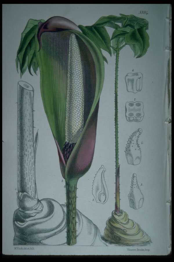 394091 Anchomanes Difformis Hookeri A4 Photo Print