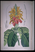 394093 Aphelandra Aurantila A4 Photo Print
