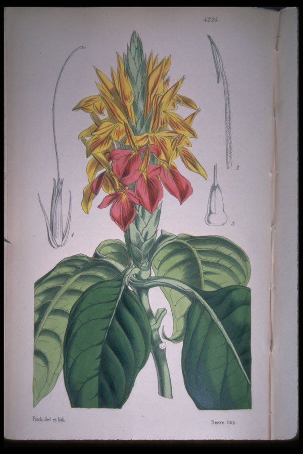 394093 Aphelandra Aurantila A4 Photo Print