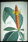 394094 Aphelandra Variegata A4 Photo Print