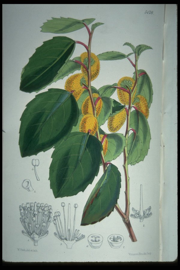 394096 Azara Petiolaris A4 Photo Print