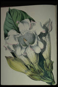 394097 Beaumontia Grandiflora A4 Photo Print