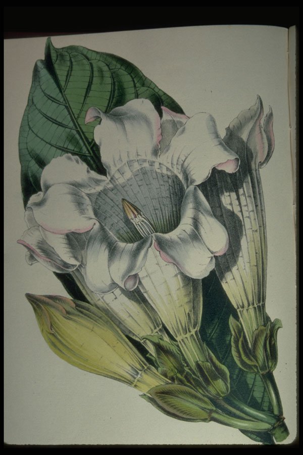 394097 Beaumontia Grandiflora A4 Photo Print