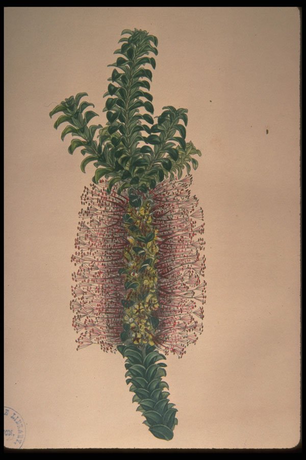 394098 Beaufortia Decussata A4 Photo Print