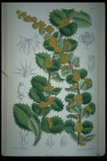 394099 Berberis Congestifolia A4 Photo Print