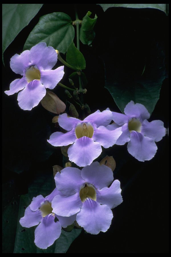 395003 Thunbergia Grandiflora A4 Photo Print